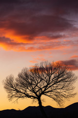 Silhouette of a tree with an eagle in the branches at sunrise or sunset