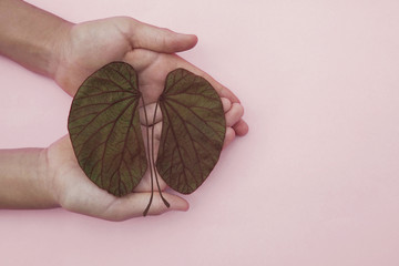hands holding kidney shaped leaves, world kidney day, National Organ Donor Day, charity donation...