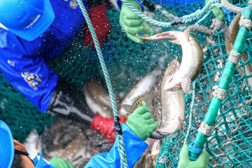 fishermen capturing salmon with net in Rausu, Hokkaido, Japan - obrazy, fototapety, plakaty