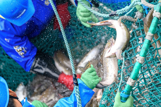 fishermen capturing salmon with net in Rausu, Hokkaido, Japan