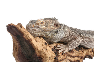 Bearded lizard (Pogona barbata) and tree branch isolated on white, closeup. Exotic pet