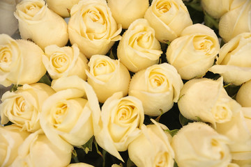 Beautiful white roses as background, closeup. Floral decor