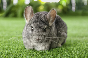 Cute funny grey chinchilla on green grass, closeup