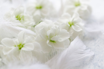 Fototapeta na wymiar 白い花と柔らかな羽　結婚式のイメージ