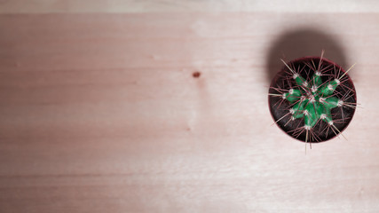 Fototapeta na wymiar Plano cenital de un pequeño cactus para interiores sobre una tabla de madera. Iluminación y foco selectivos. 