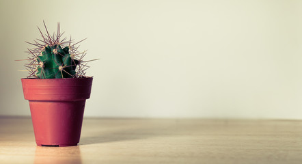 Plano a la altura del ojo de pequeño cactus aislado sobre una tabla de madera y un fondo blanco...