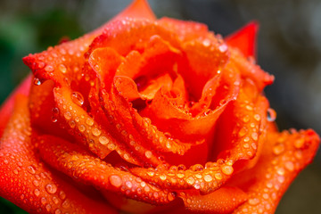 Wet orange rose in rain closer