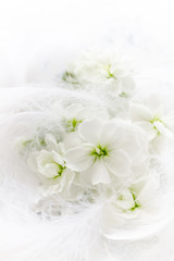 Obraz na płótnie Canvas 白い花と柔らかな羽　結婚式のイメージ