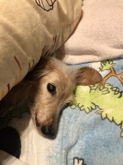 dog lying on the bed