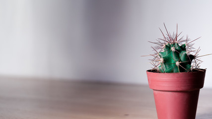 Plano a la altura del ojo de pequeño cactus aislado sobre una tabla de madera y un fondo blanco iluminado. Foco y luz selectivos sobre el objeto. 