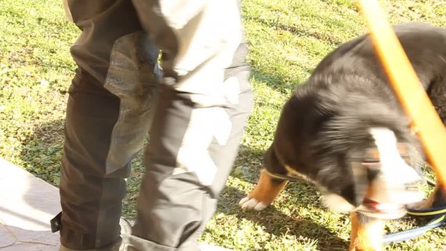 Cute little Bernese Mountain Dog puppy playing with a broom