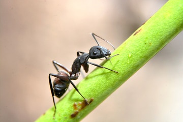 ORMIGA 