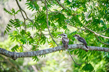 Wild Kookaburras perched on a tree brand in the Cape Hillsborough national park