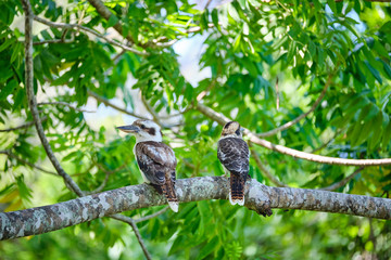 Wild Kookaburras perched on a tree brand in the Cape Hillsborough national park