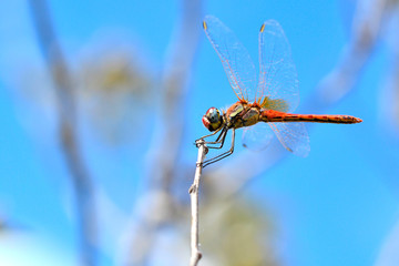 LIBELULA