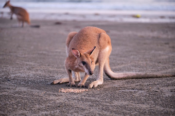 Wild kangaroos and wallabies on the beach at Cape Hillsborough, North Queensland at sunrise as a family and fighting
