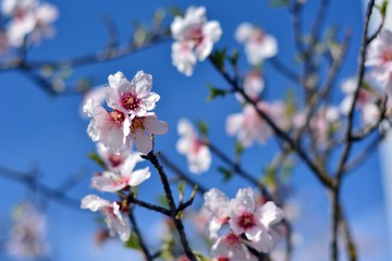 Flores de almendro con gotas de rocío en febrero