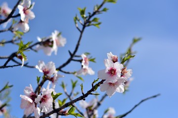 Flores de almendro con gotas de rocío en febrero