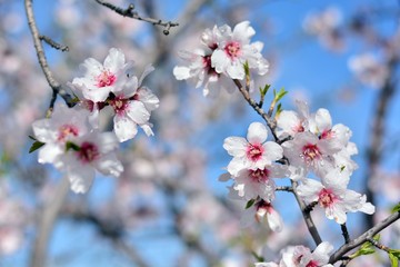 Flores de almendro con gotas de rocío en febrero