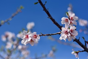 Flores de almendro con gotas de roc&iacute;o en febrero
