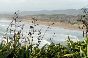 New Zealand Native Flax Flowers Growing at Clifftop by Beach in Auckland New Zealand
