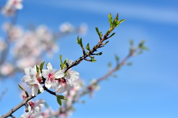 Flores de almendro con gotas de rocío en febrero