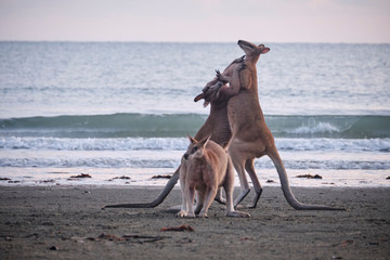 Fototapeta na wymiar Wild kangaroos and wallabies on the beach at Cape Hillsborough, North Queensland at sunrise as a family and fighting