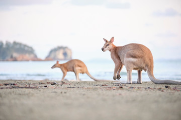 Wild kangaroos and wallabies on the beach at Cape Hillsborough, North Queensland at sunrise as a...