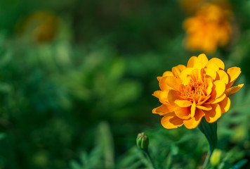 Fototapeta premium Close up one yellow flower and blur background and text space