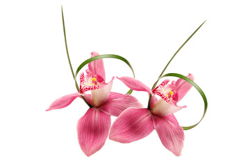 Two pink Orchid flower with a green thin leaf isolated on a white background