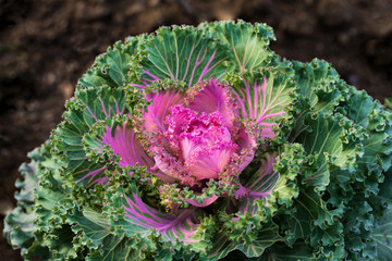 Decorative cabbage in the garden