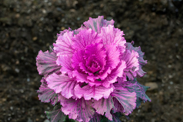 Decorative cabbage in the garden