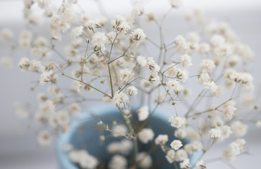 Delicate gypsophila in a blue vase on a white background