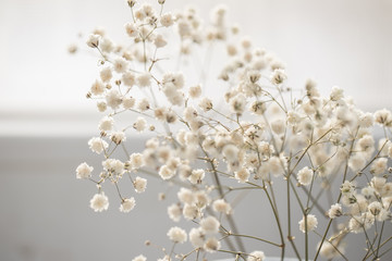 Obraz premium Delicate gypsophila in on a white background