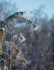 Frozen tree in a cold winter morning