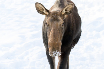 portrait of moose in winter