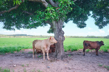 Brahman and dairy cows and calves in a green grassy paddock outside of Mackay region in North Queensland