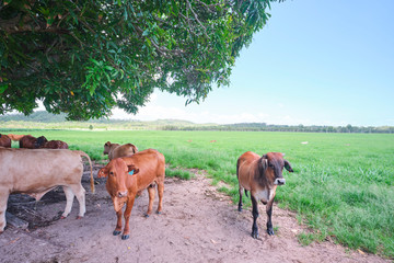 Brahman and dairy cows and calves in a green grassy paddock outside of Mackay region in North Queensland