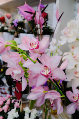 Pink Orchid flowers in flower shop