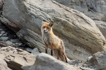 Skinny peeling hungry fox in spring during molting.