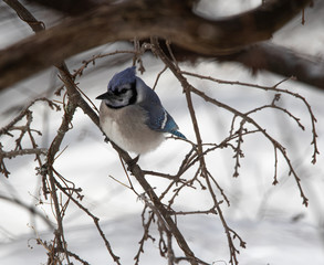 A beautiful blue jay  (Cyanocitta cristata) framed by the branches of a bare tree
