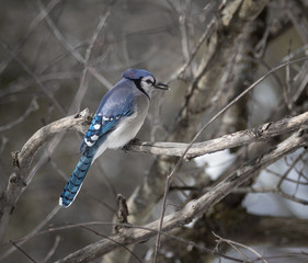 Blue Jay with seed in its beak in the forest in winter