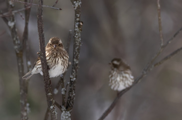 Pine siskins on branches in a forest in winter in Ontario