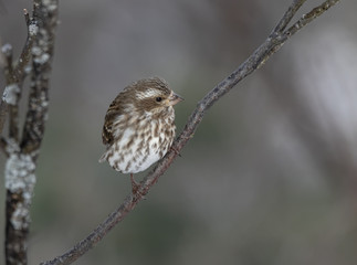A little brown and white pine siskin on a branch