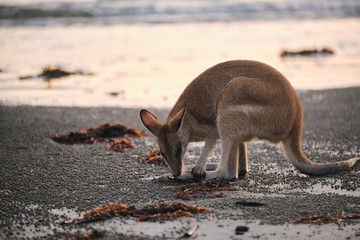 Wild kangaroos and wallabies on the beach at Cape Hillsborough, North Queensland at sunrise as a family and fighting