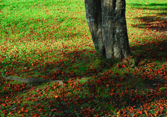 落ち葉　木　素材