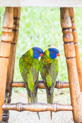 Obraz premium A couple of parrots hiding under a chair against thunderstorm and heavy rain