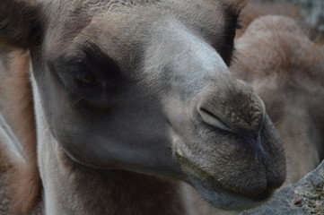 Camel head, mammal desert