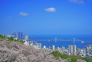 Korean Cherry blossom and ocean view from Geumnyeonsan mountain Busan