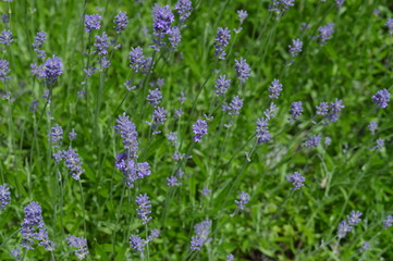 lavender flowers in the garden